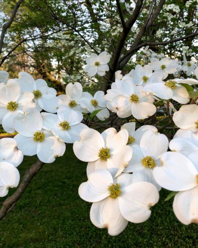 dogwood